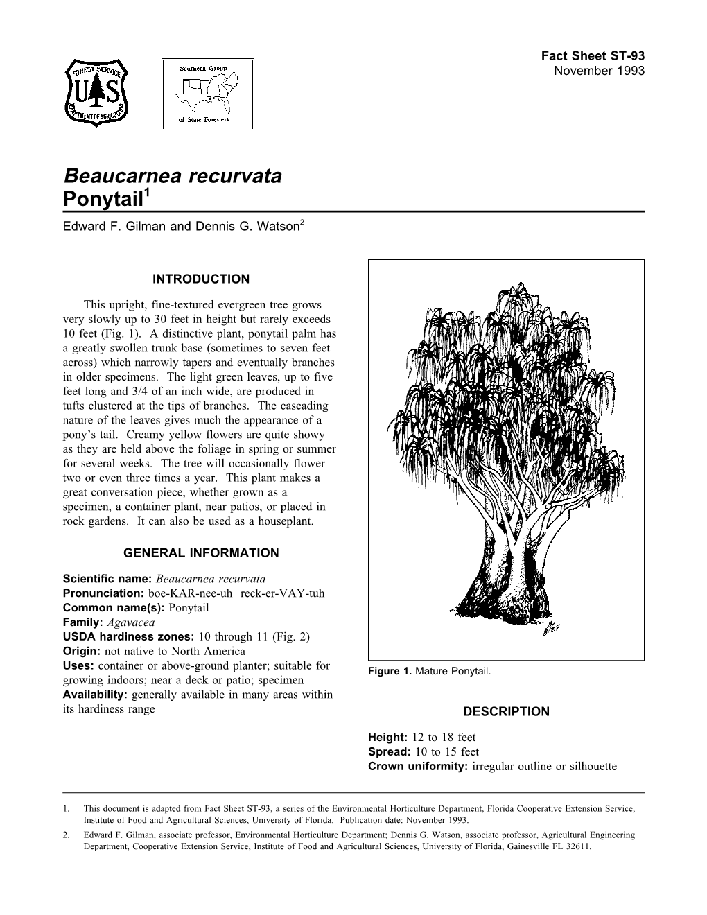 Beaucarnea Recurvata Ponytail1 Edward F