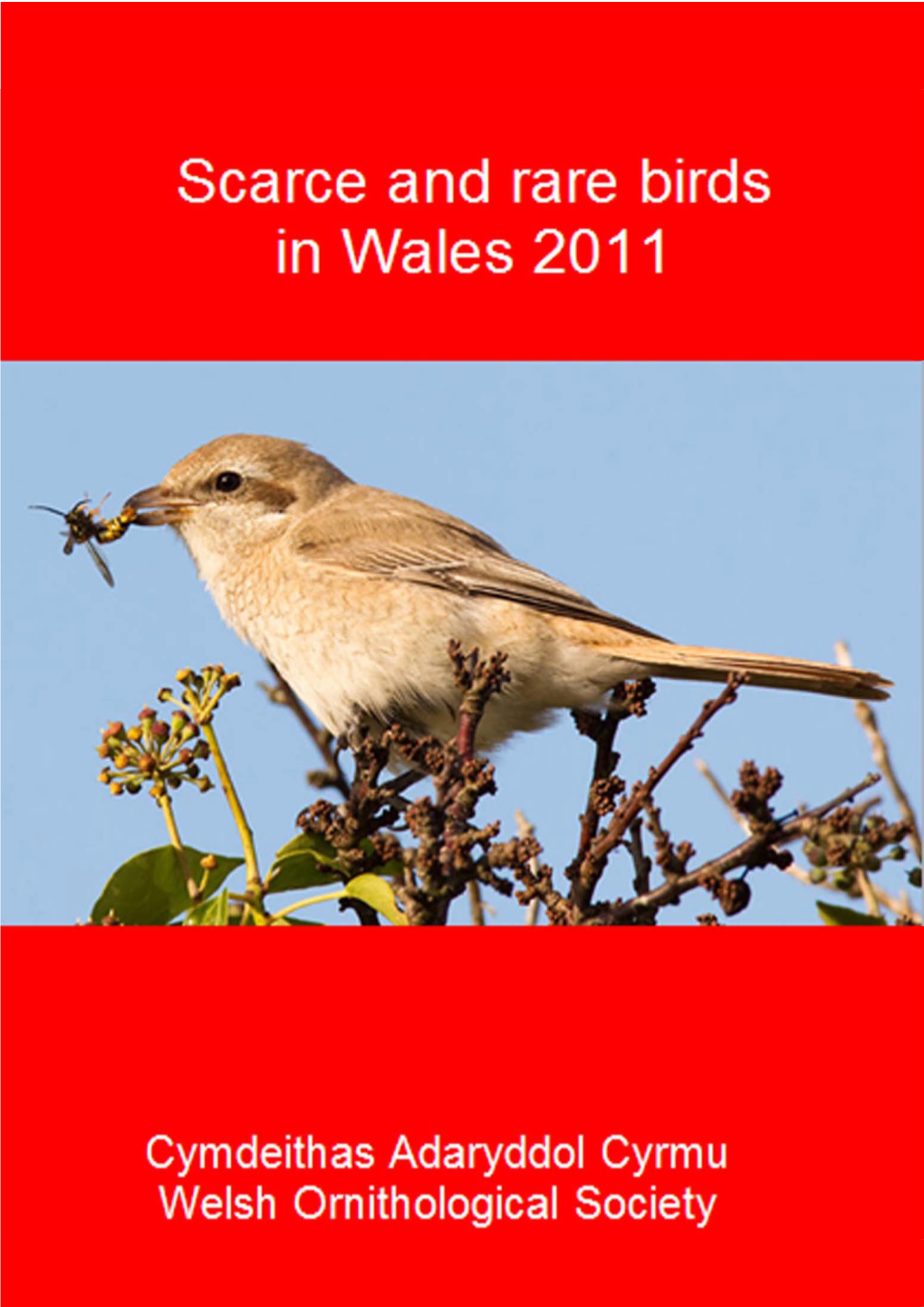 Scarce and Rare Birds in Wales 2011