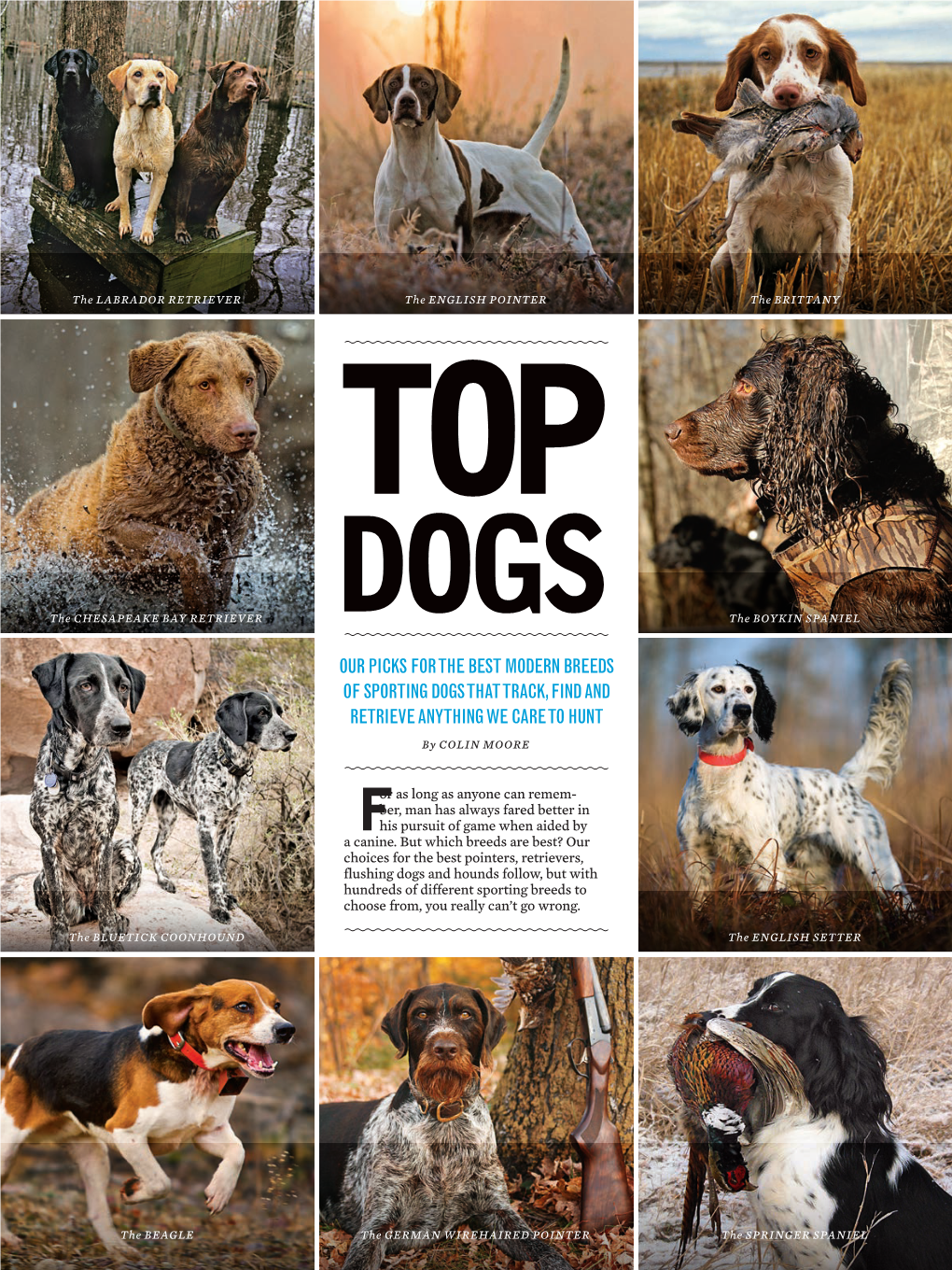 Our Picks for the Best Modern Breeds of Sporting Dogs That Track, Find and Retrieve Anything We Care to Hunt