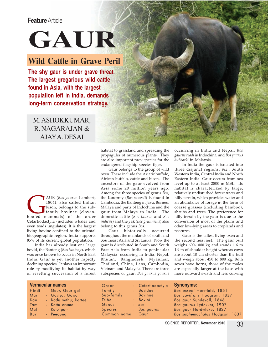 Wild Cattle in Grave Peril the Shy Gaur Is Under Grave Threat