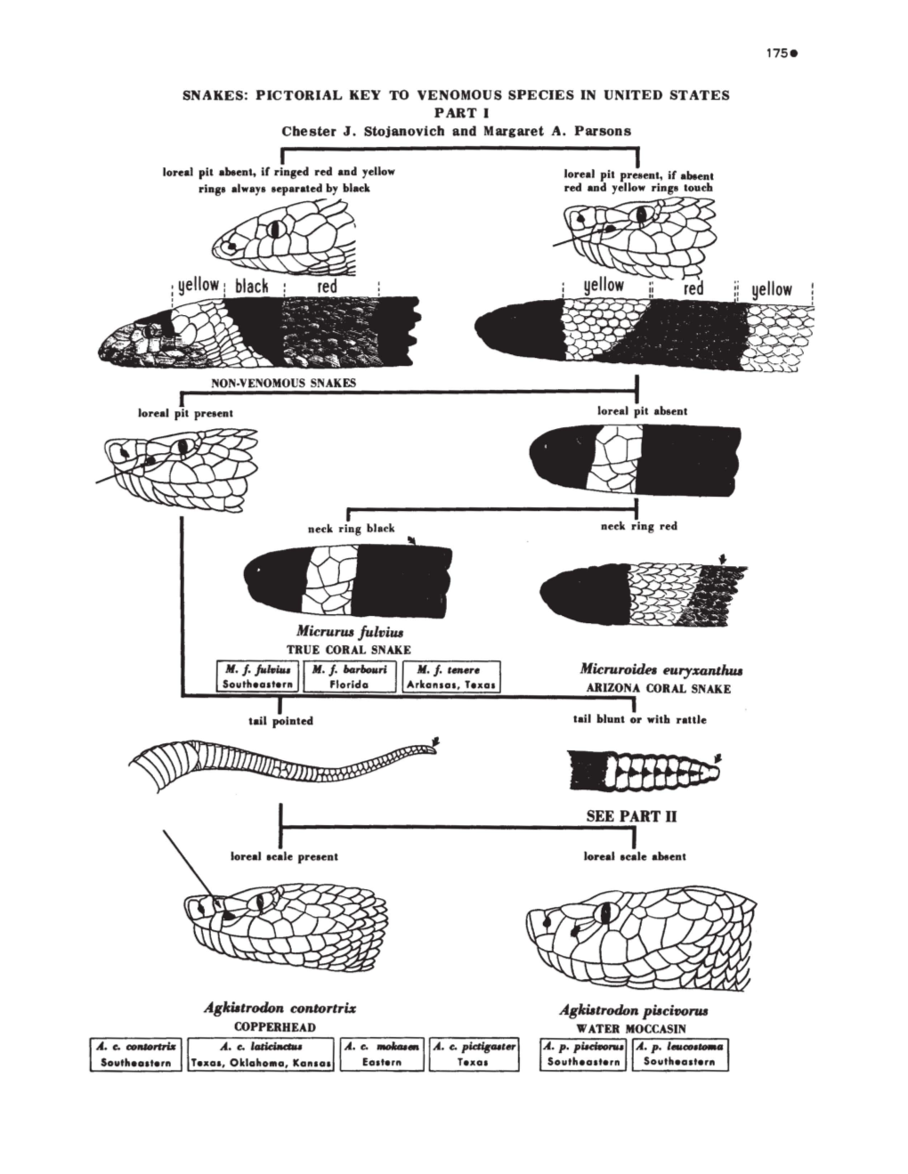 SNAKES: PICTORIAL KEY to VENOMOUS SPECIES in UNITED STATES PART I Chester J