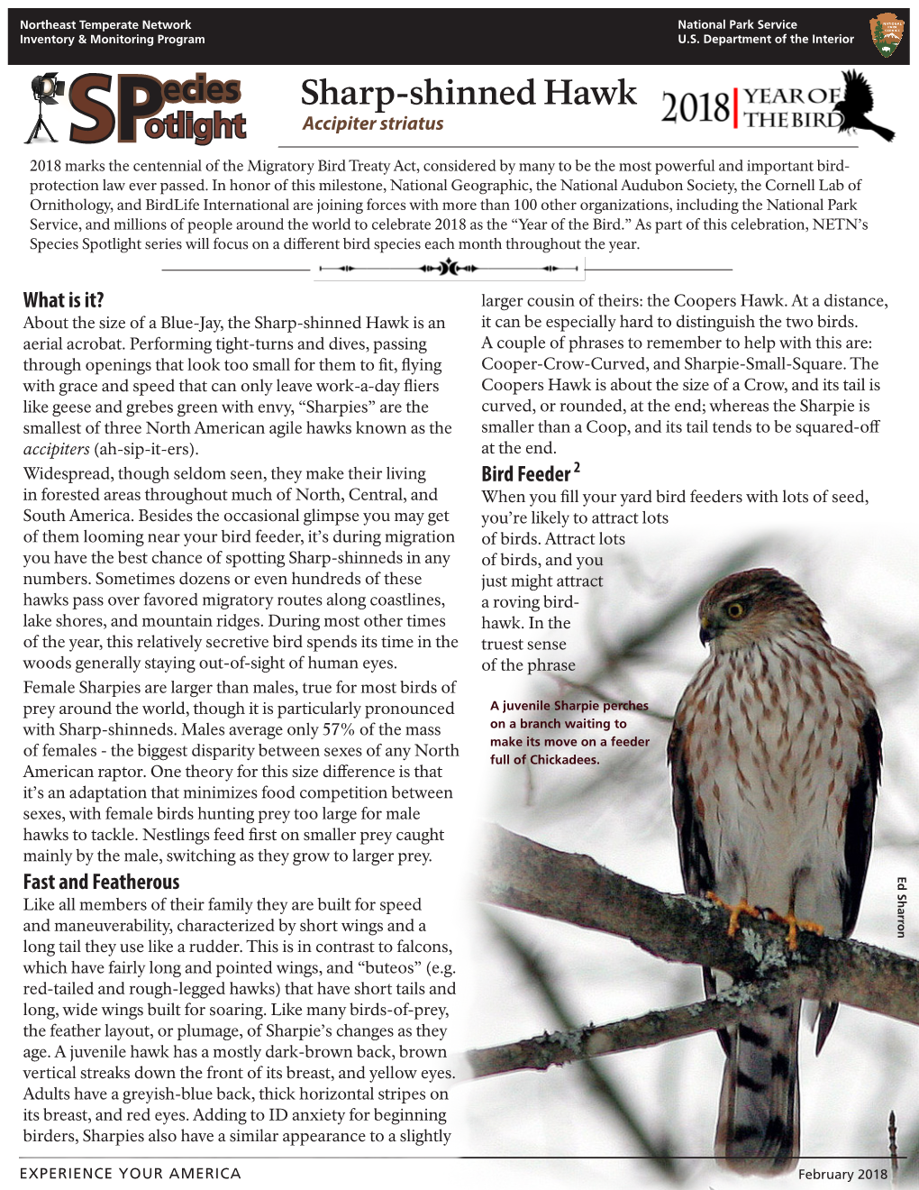 Sharp-Shinned Hawk