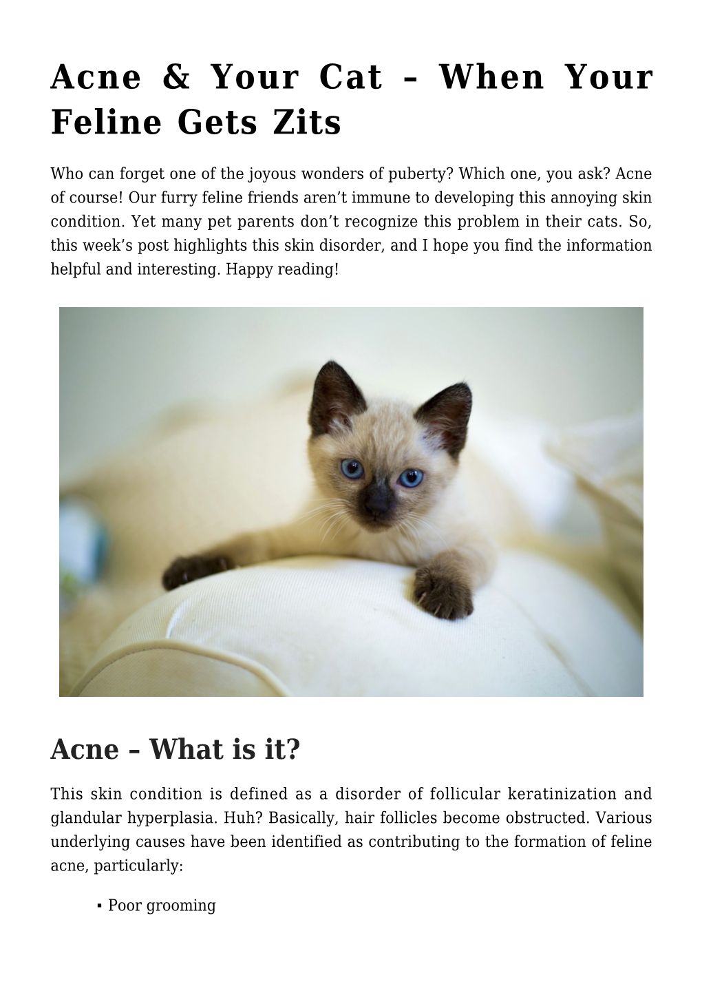 Acne & Your Cat &#8211; When Your Feline Gets Zits