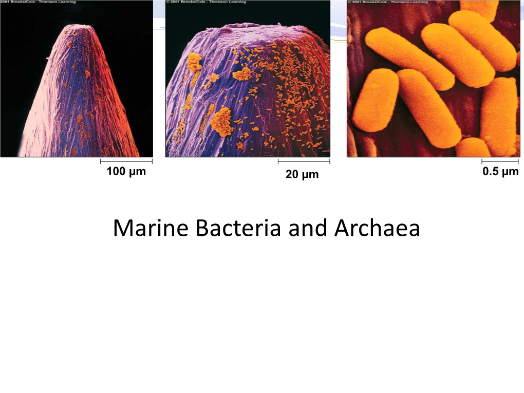 Diversity of Marine Bacteria and Archaea