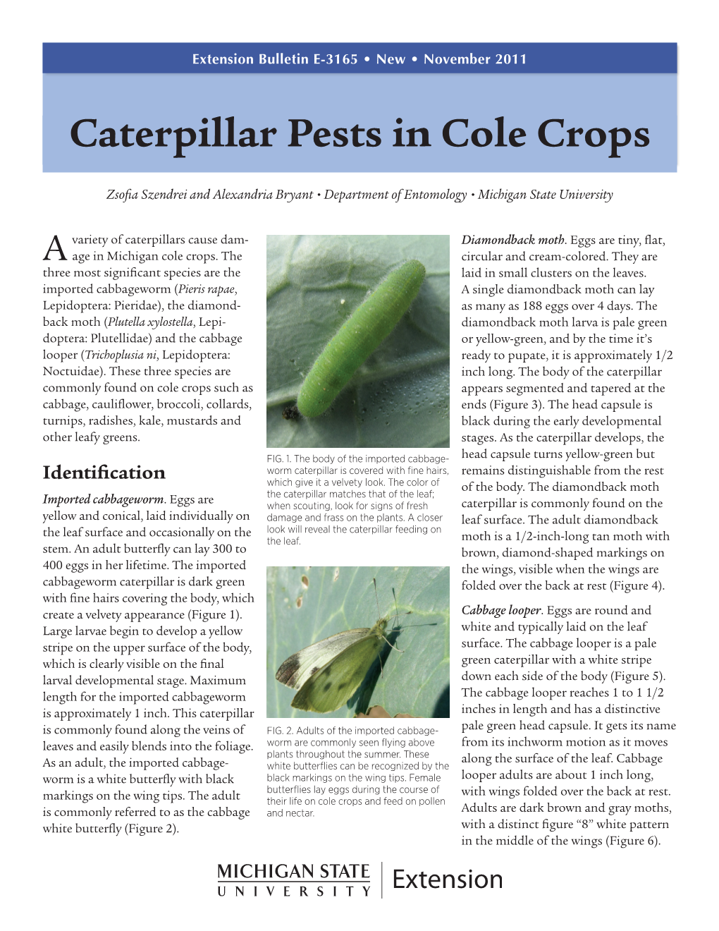 Caterpillar Pests in Cole Crops