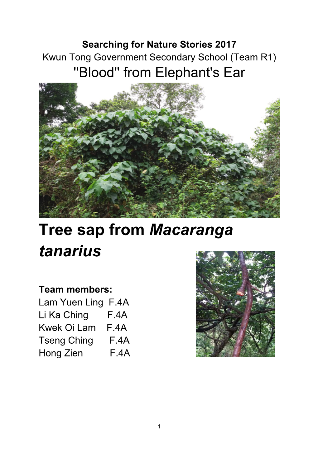 Tree Sap from Macaranga Tanarius