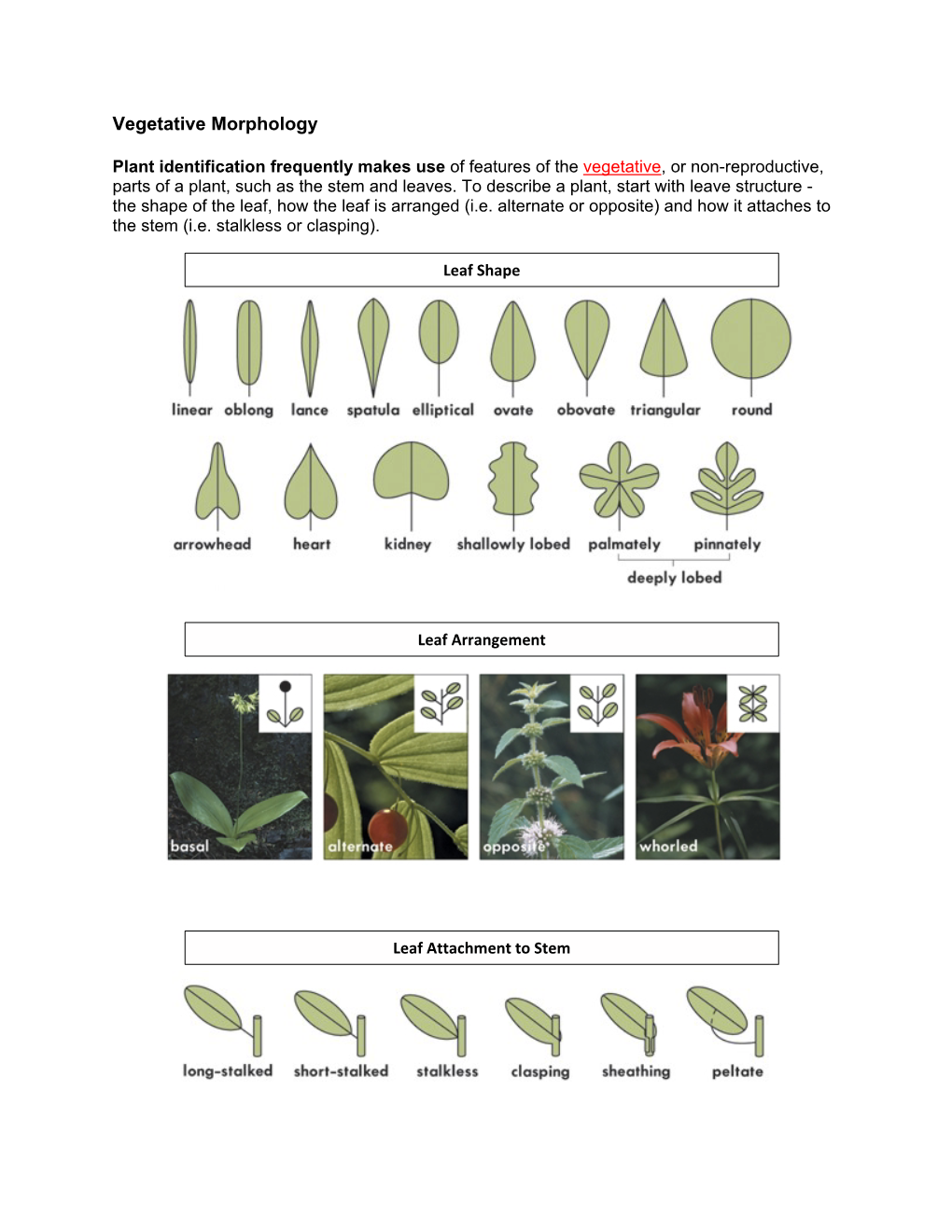 Vegetative Morphology