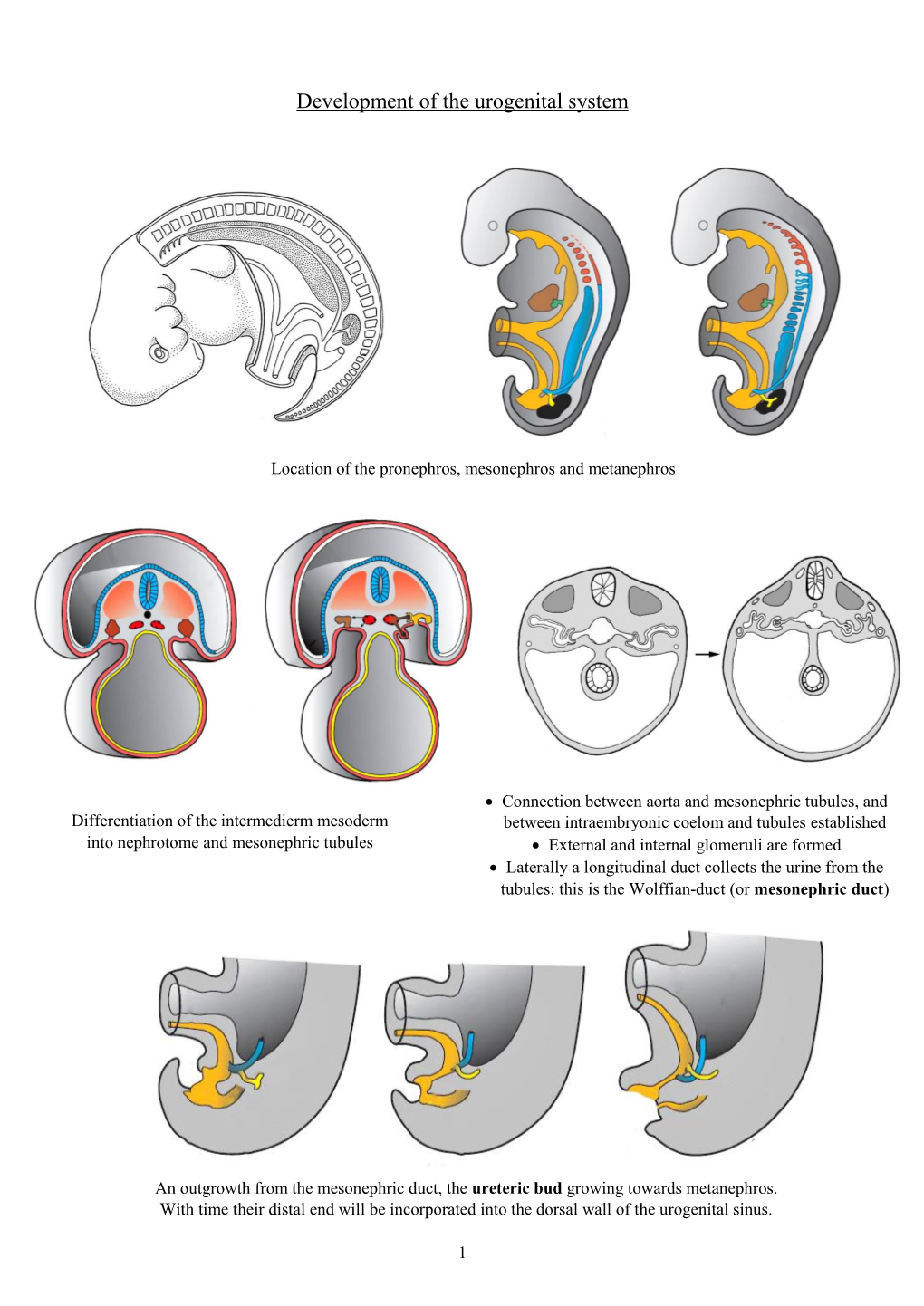 Development of the Urogenital System