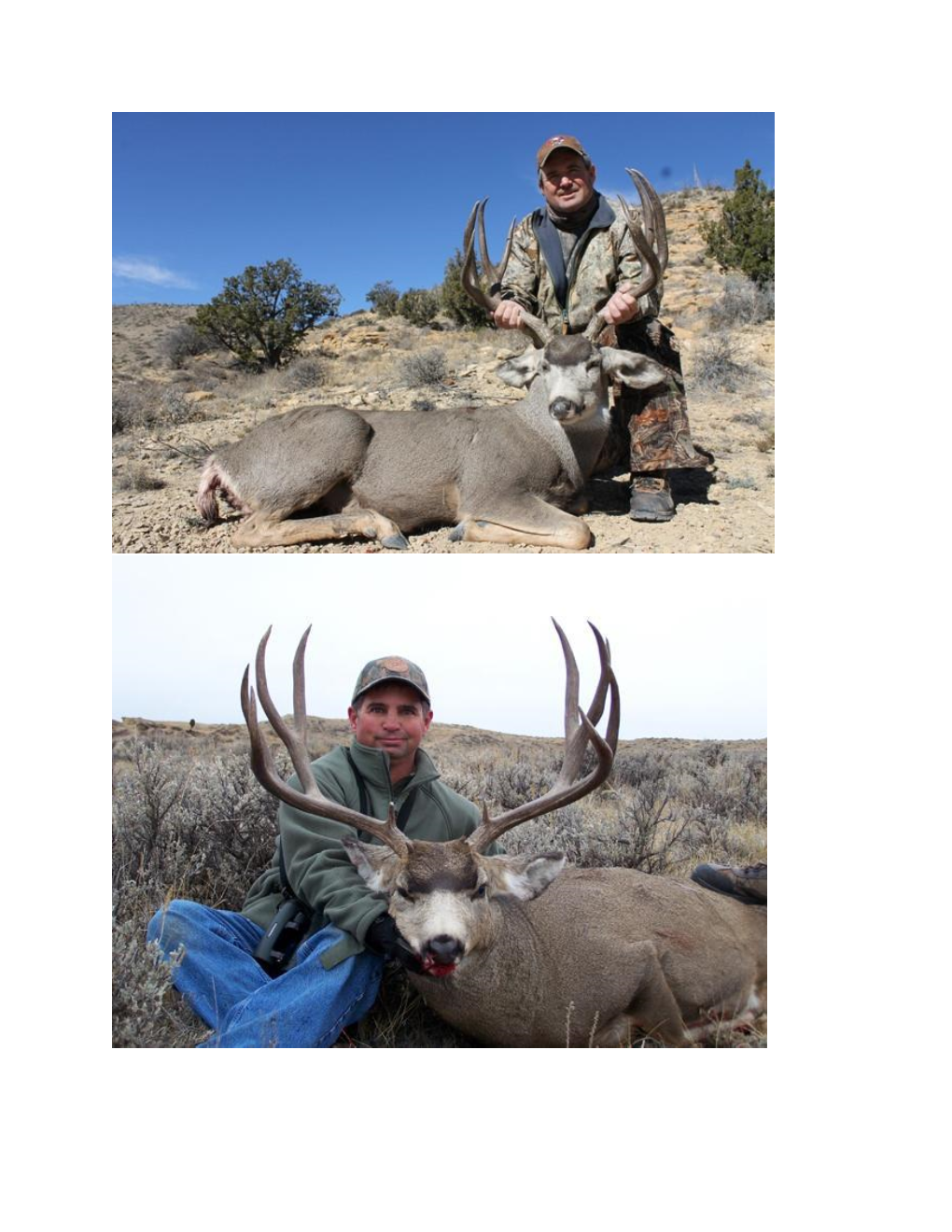 Bull Elk Hunts