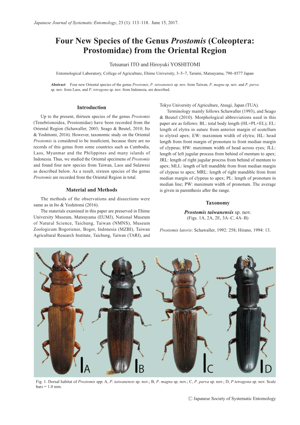 Coleoptera: Prostomidae) from the Oriental Region