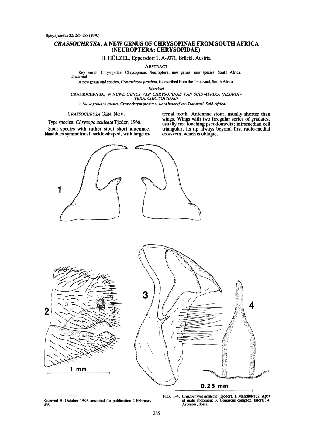 Crassochrysa, a New Genus of Chrysopinae from South Africa (Neuroptera: Chrysopidae) H