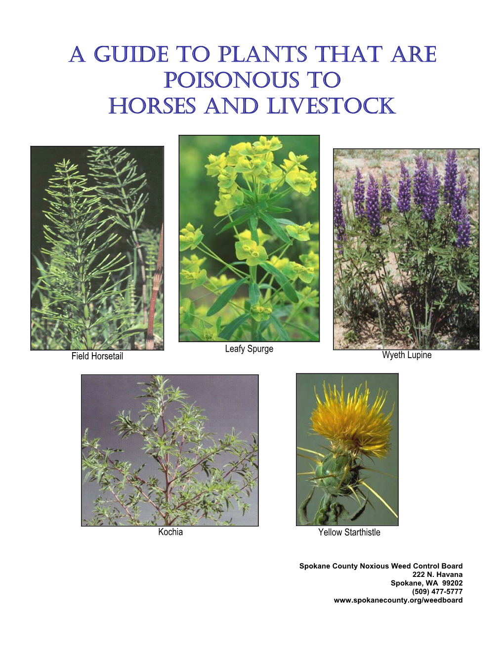 A Guide to Plants That Are Poisonous to Horses and Livestock