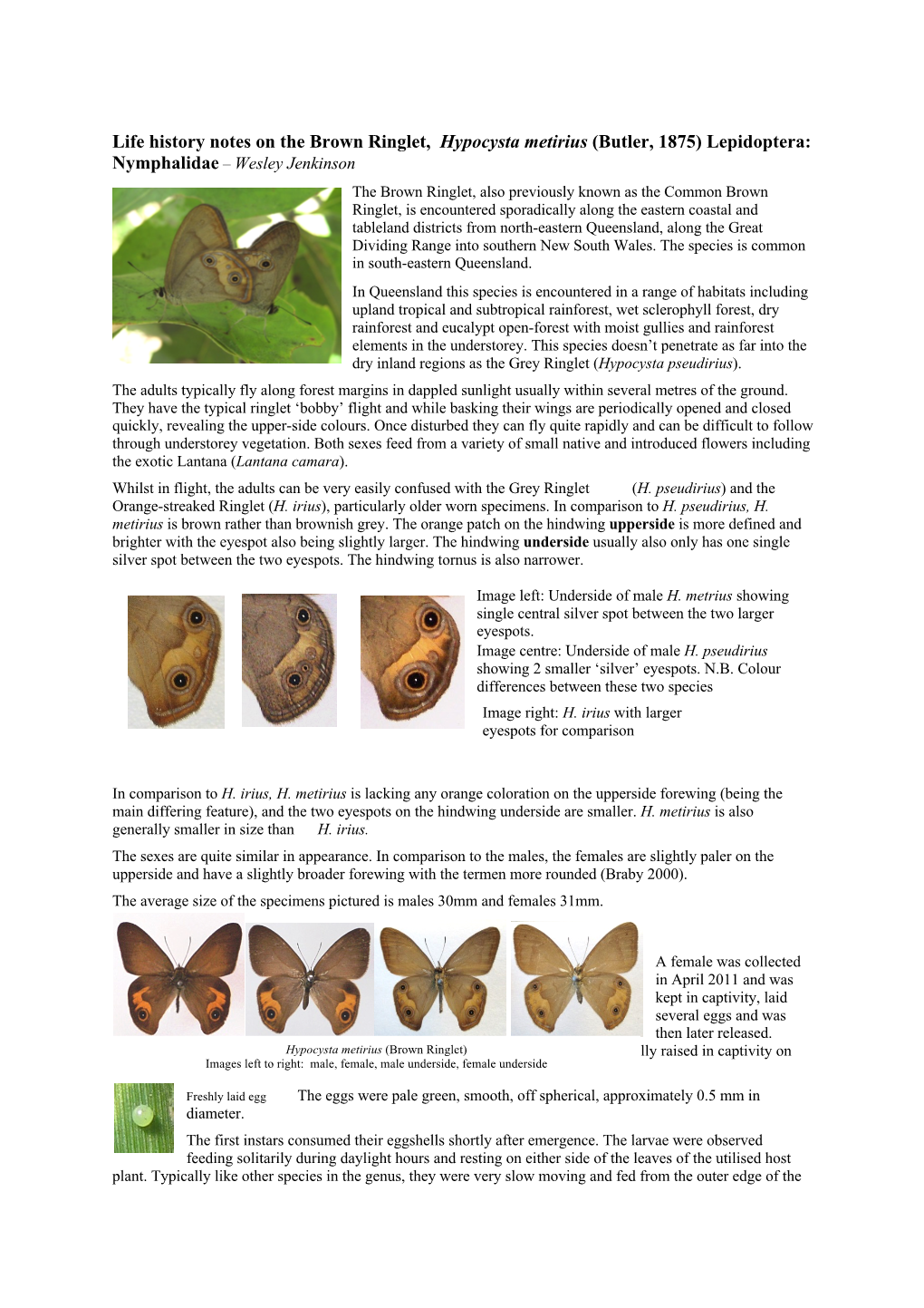 Life History Notes on the Brown Ringlet, Hypocysta Metirius (Butler, 1875) Lepidoptera: Nymphalidae – Wesley Jenkinson