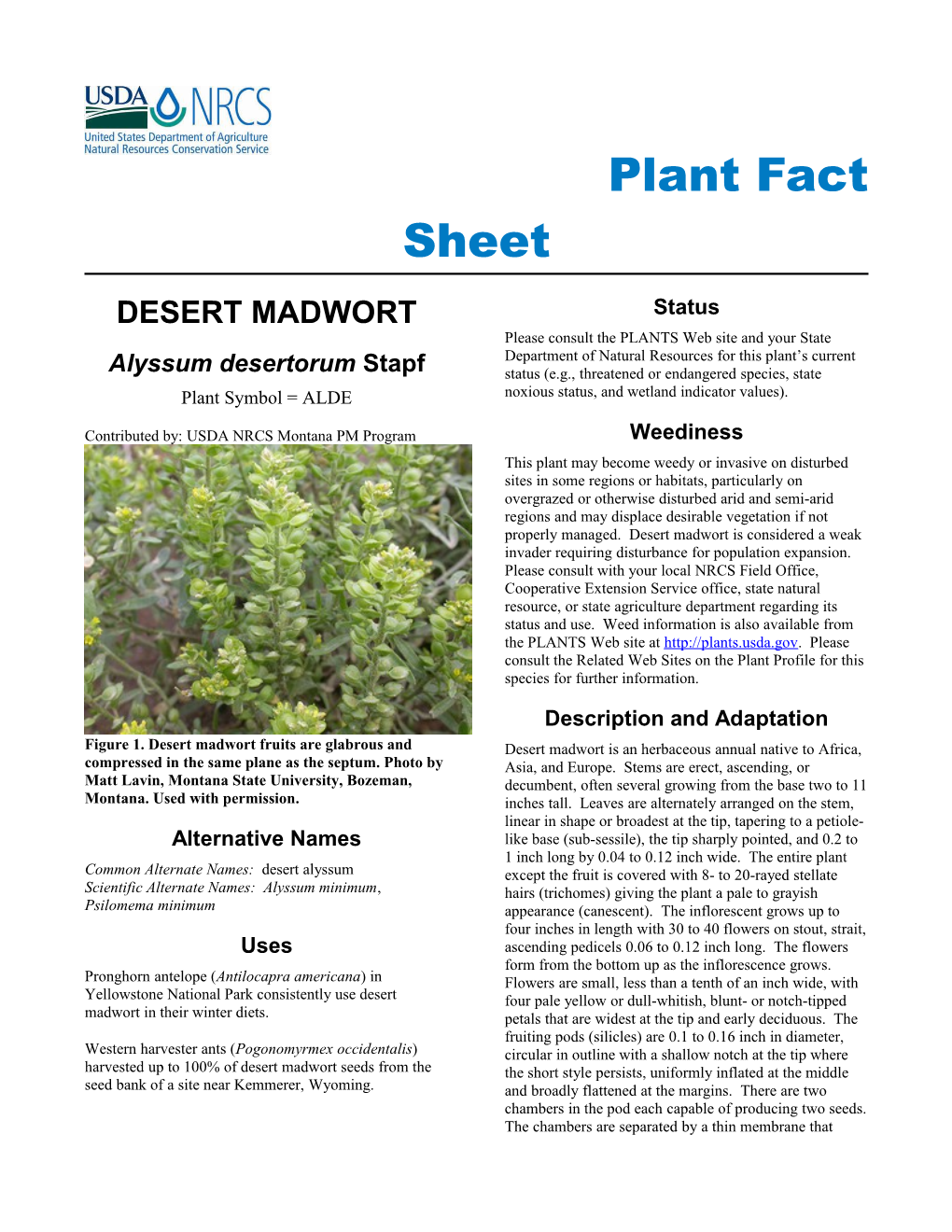 Desert Madwort (Alyssum Desertorum) Plant Fact Sheet