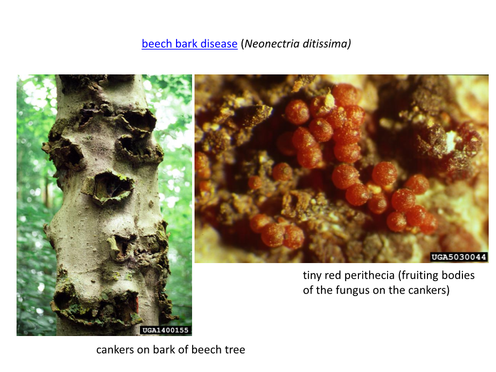 Beech Bark Disease (Neonectria Ditissima) Tiny Red Perithecia