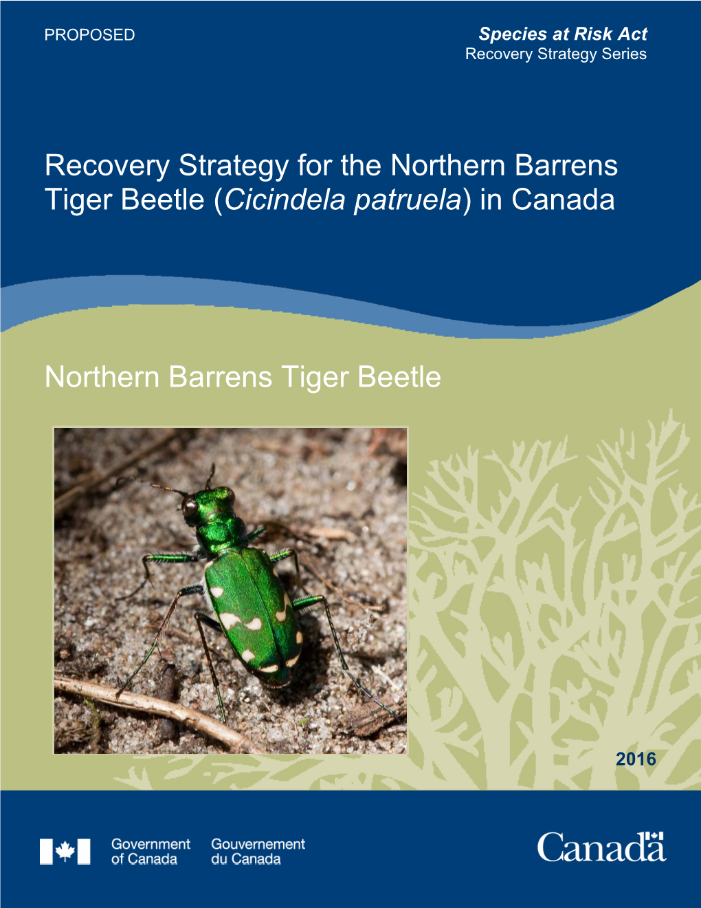 Northern Barrens Tiger Beetle (Cicindela Patruela) in Canada