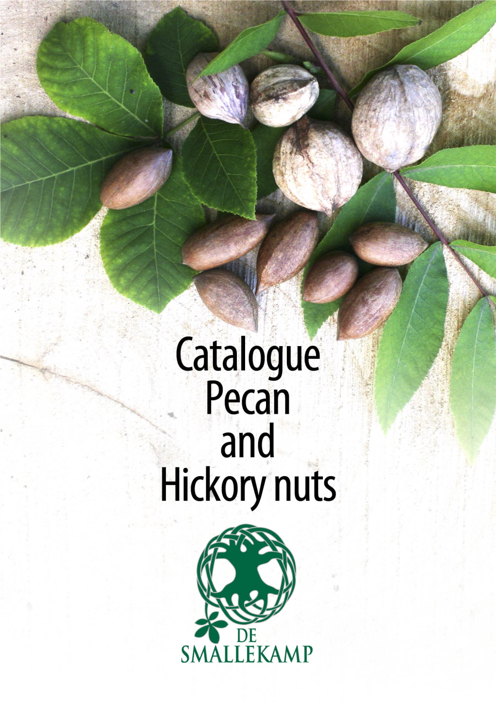 The Northern Pecan Nuts (Carya Illinoinensis) and ‘Hickory Nuts’