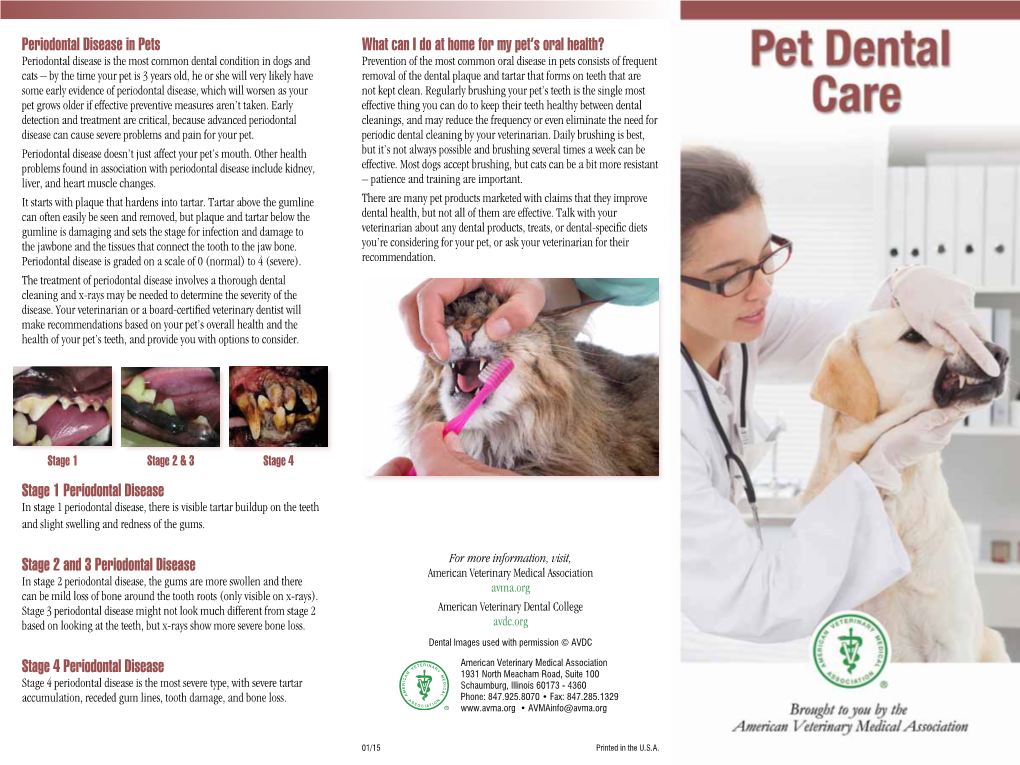 Dental Disease Occurs Below the Gumline, Where You Can’T See Stress and Pain for Your Pet