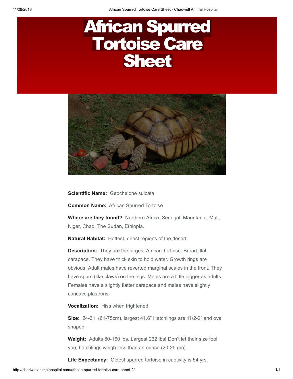 African Spurred Tortoise Care Sheet - Chadwell Animal Hospital African Spurred Tortoise Care Sheet