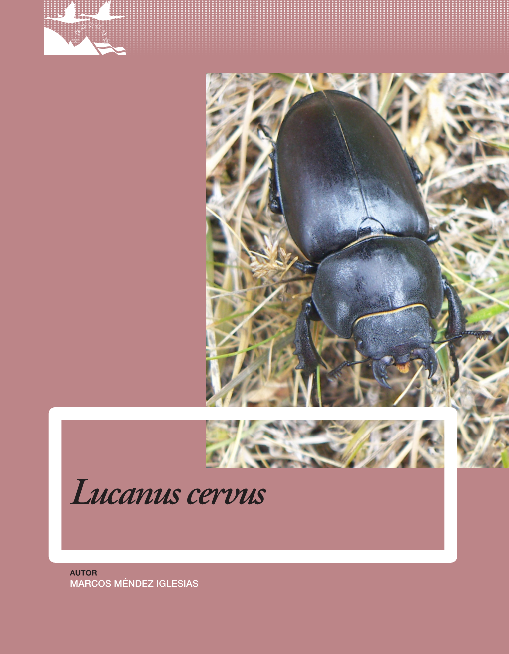 Lucanus Cervus