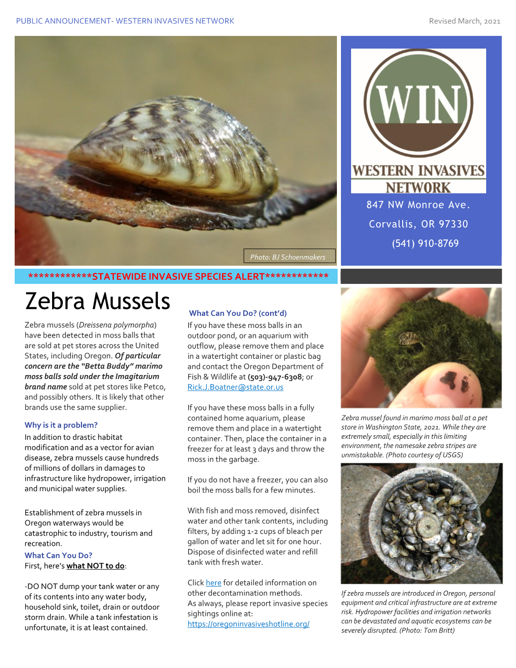 Zebra Mussels