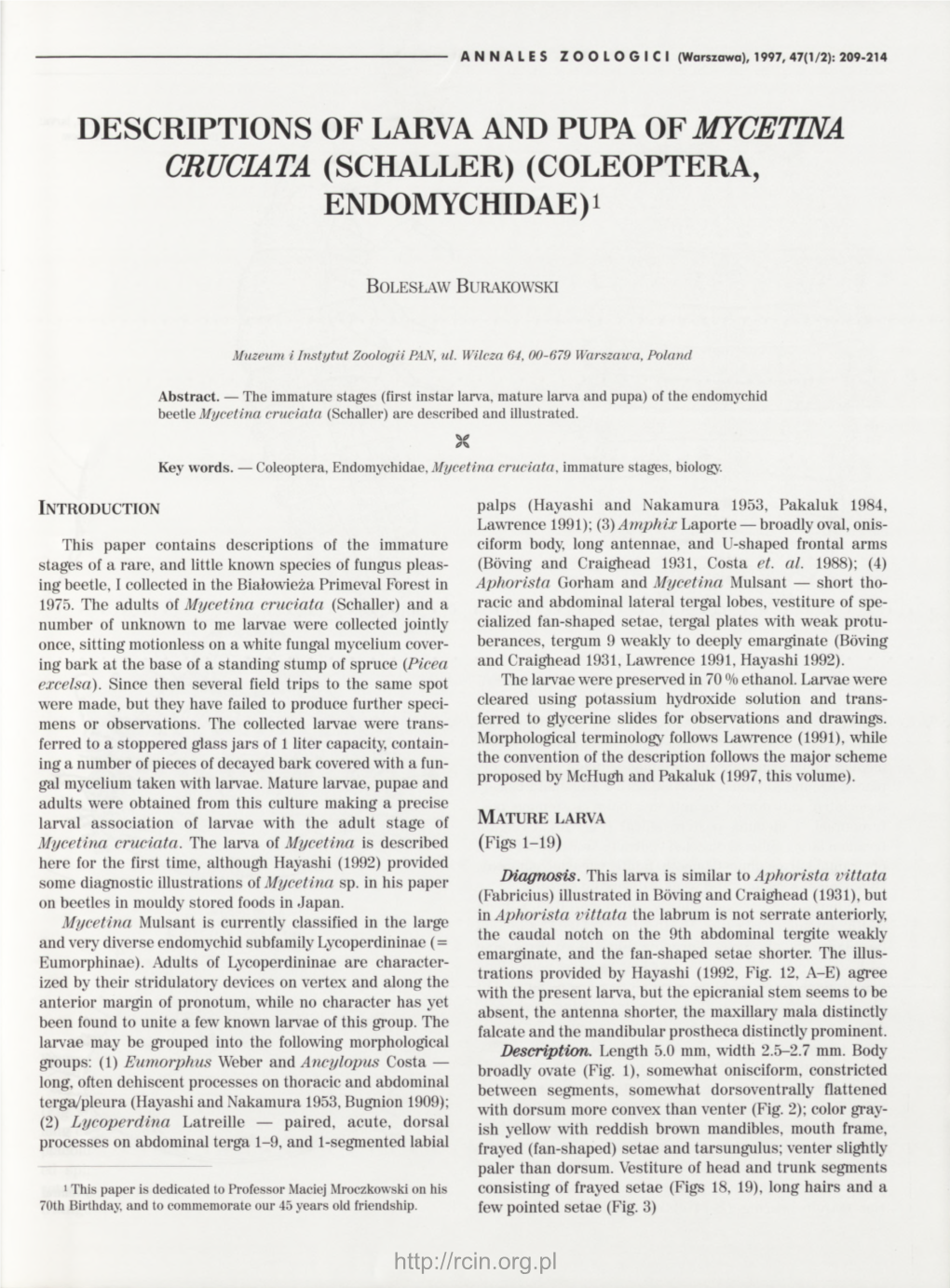 Descriptions of Larva and Pupa of Mycetina Cruciata (Schaller) 211