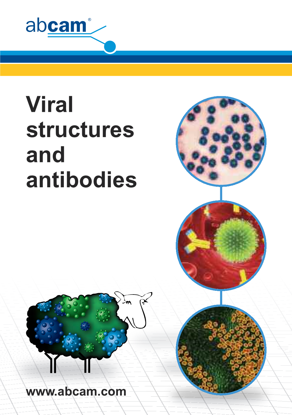 Viral Structures and Antibodies