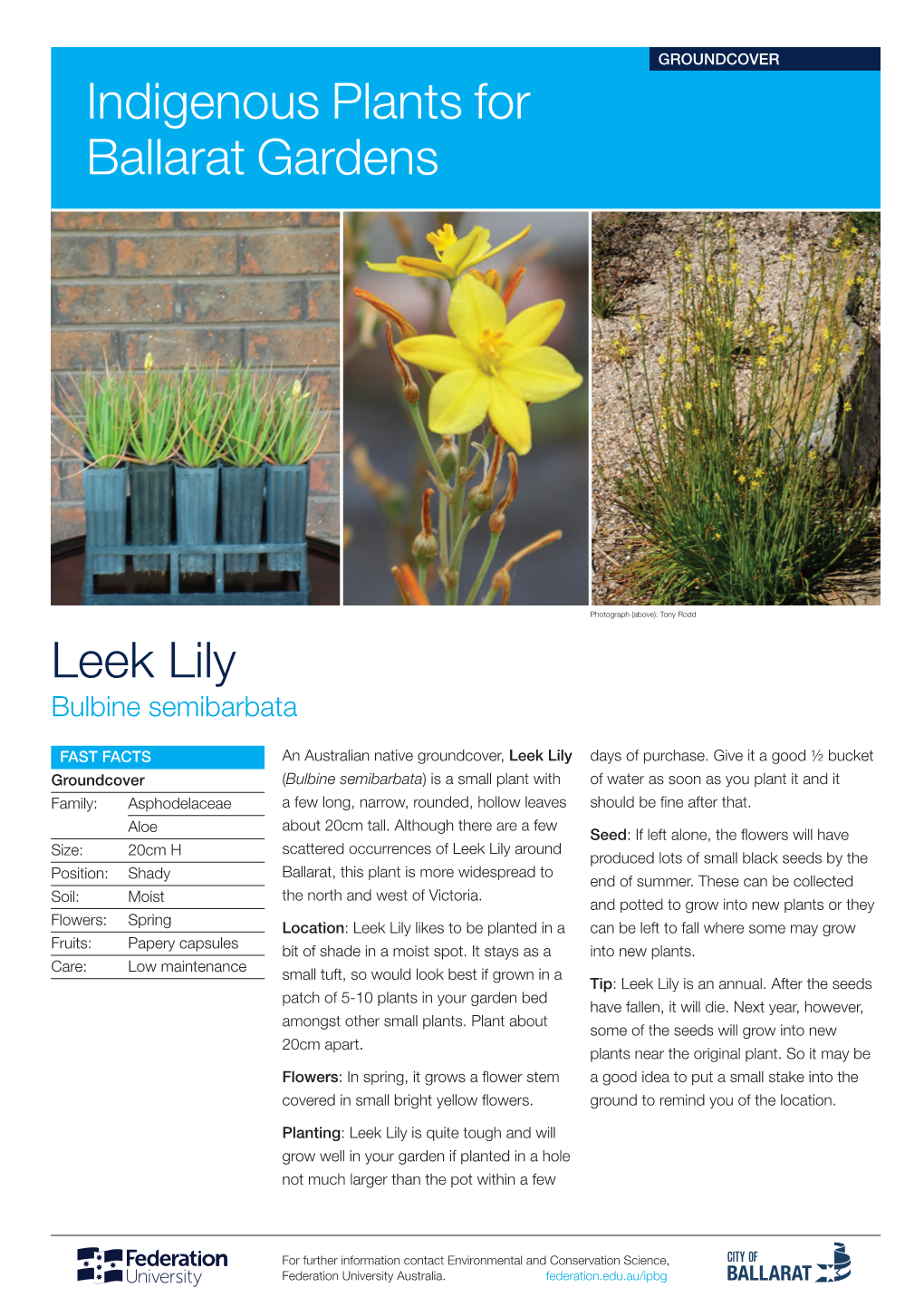 Leek Lily Indigenous Plants for Ballarat Gardens