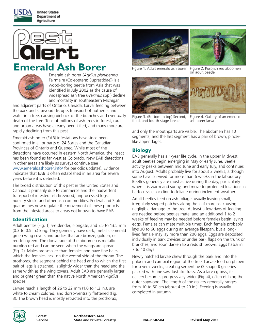 Emerald Ash Borer Figure 2