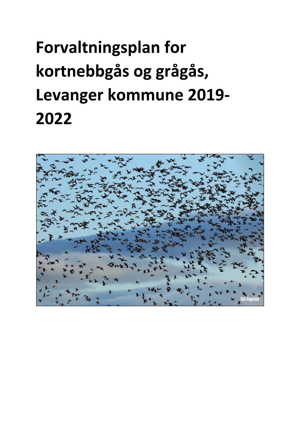 Forvaltningsplan for Kortnebbgås Og Grågås, Levanger Kommune 2019‐ 2022