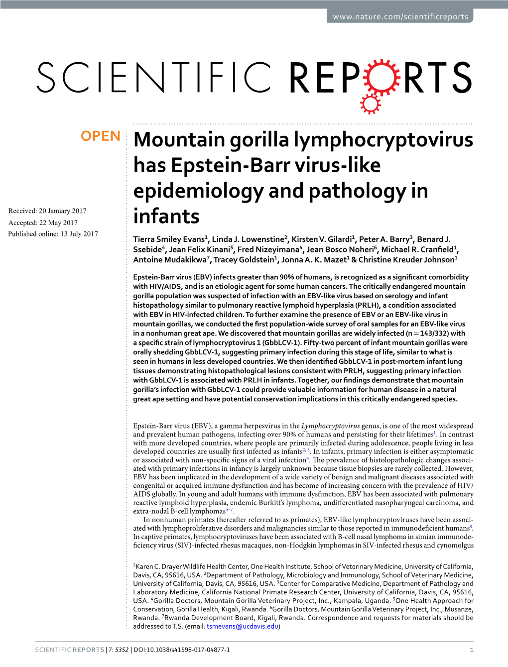 Mountain Gorilla Lymphocryptovirus Has Epstein-Barr Virus-Like