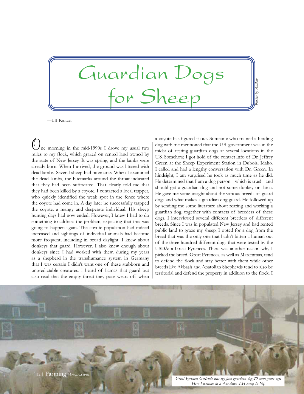 Guardian Dogs for Sheep