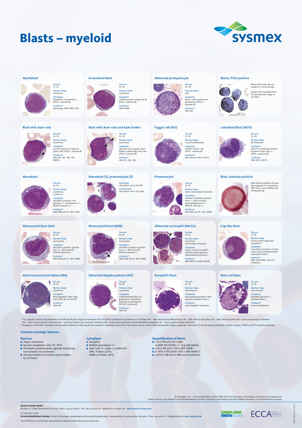 Myeloblast Abnormal Promyelocyte Granulated Blast Blasts, POX