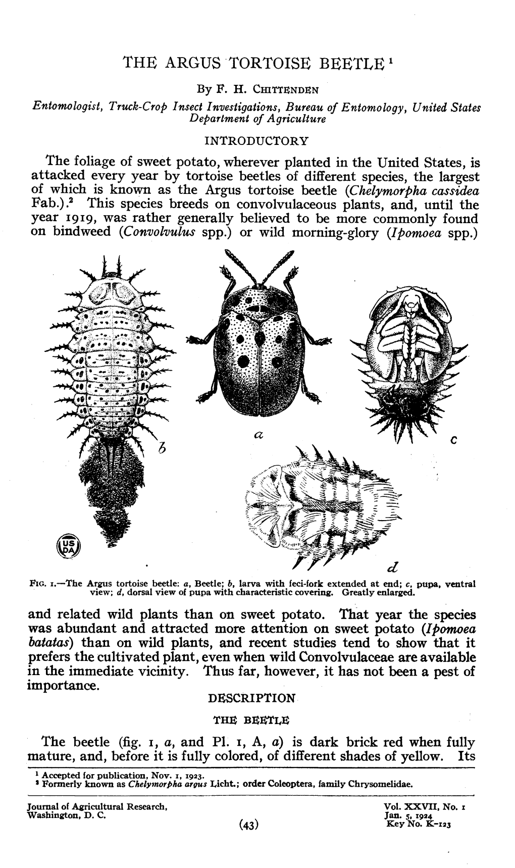 The Argus Tortoise Beetle 1