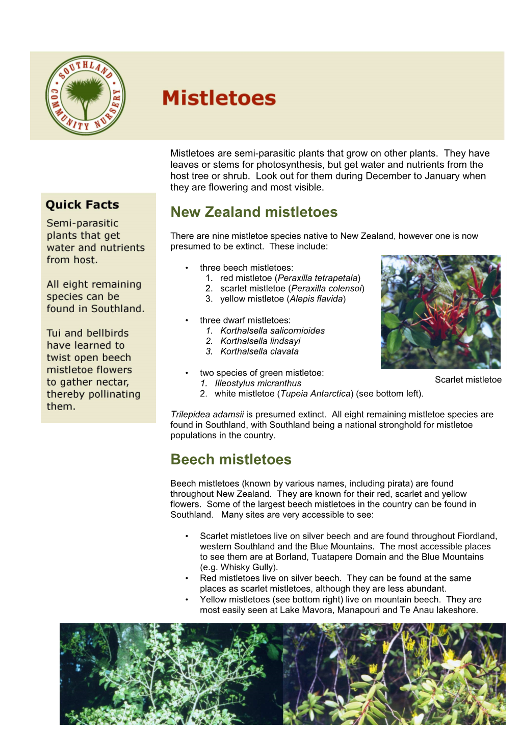 New Zealand Mistletoes Beech Mistletoes