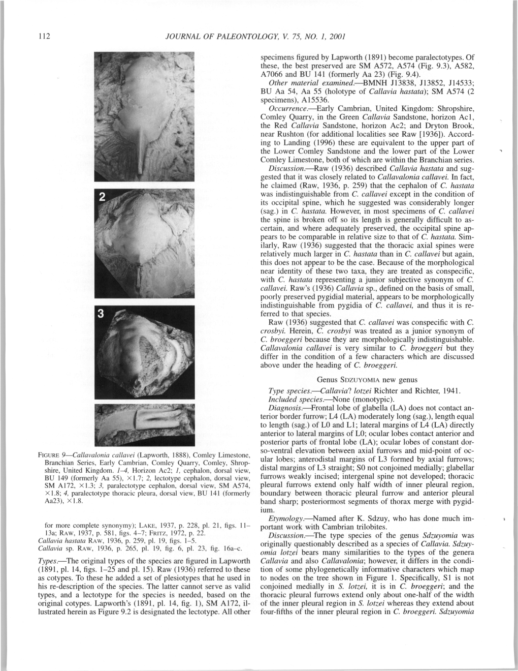 112 JOURNAL of PALEONTOLOGY, V. 75, NO. 1, 2001 Types.—The