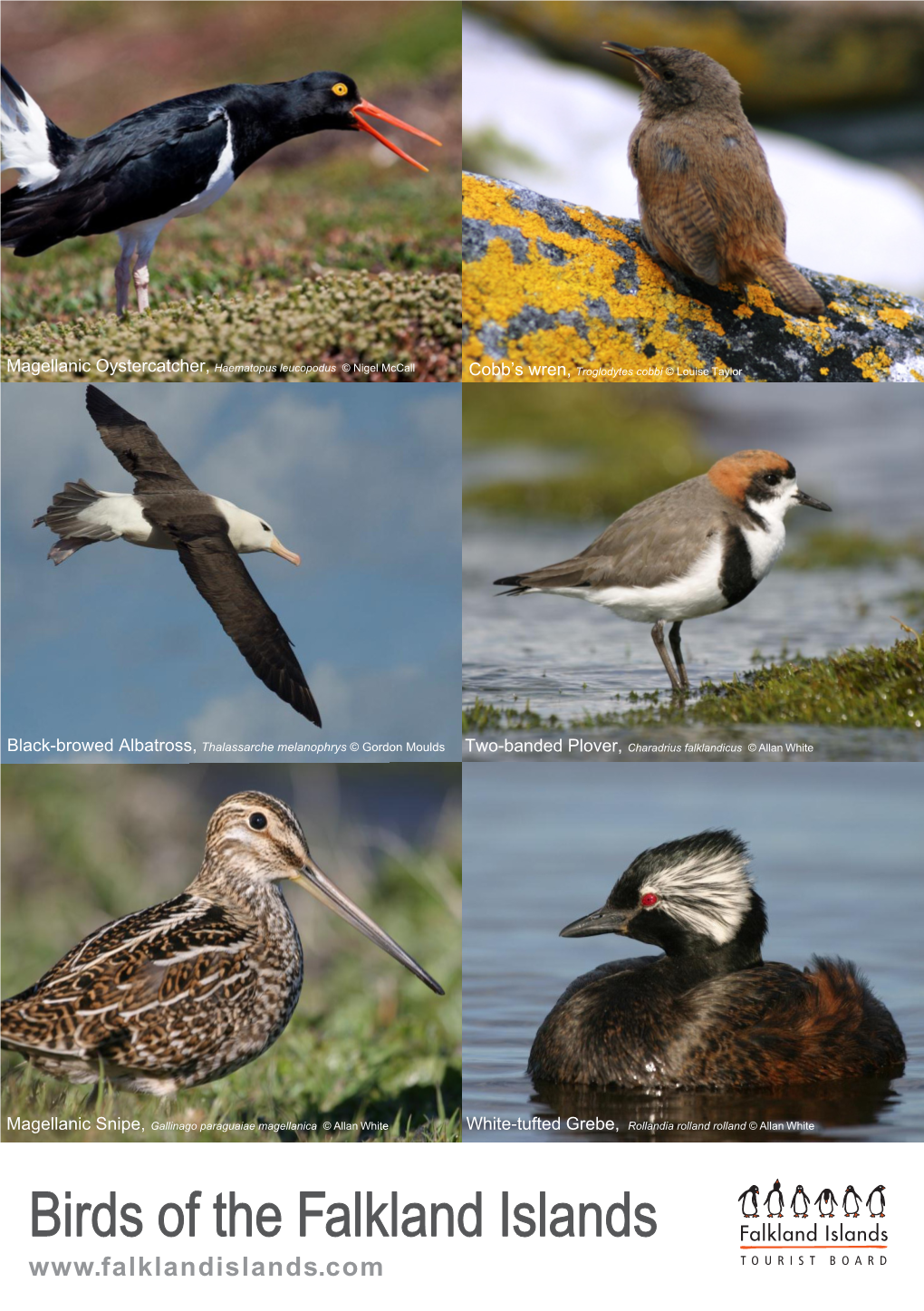 Birds of the Falkland Islands Birding Checklist
