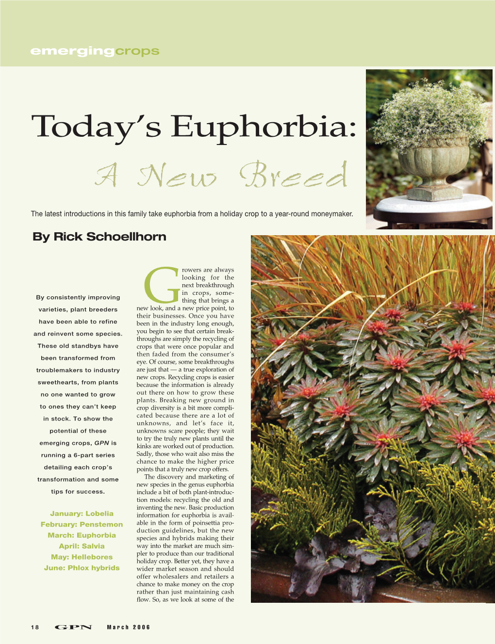 Today's Euphorbia