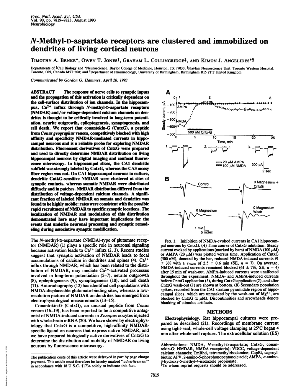 Dendrites of Living Cortical Neurons TIMOTHY A