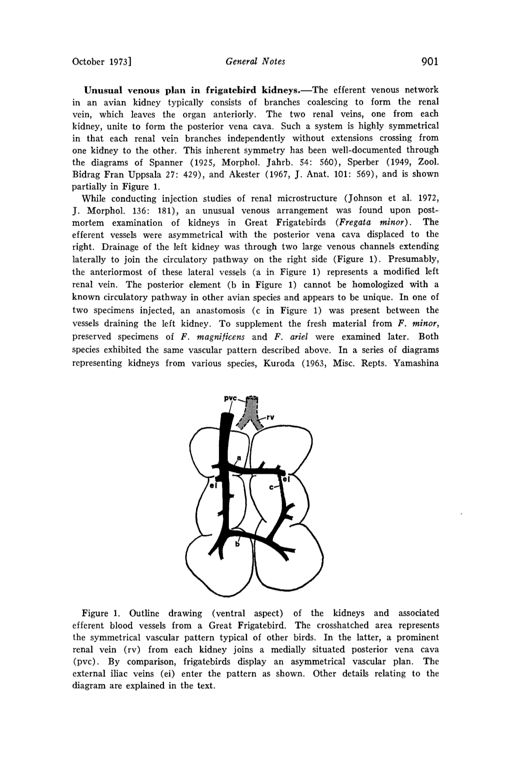 Unusual Venous Plan in Frigatebird Kidneys