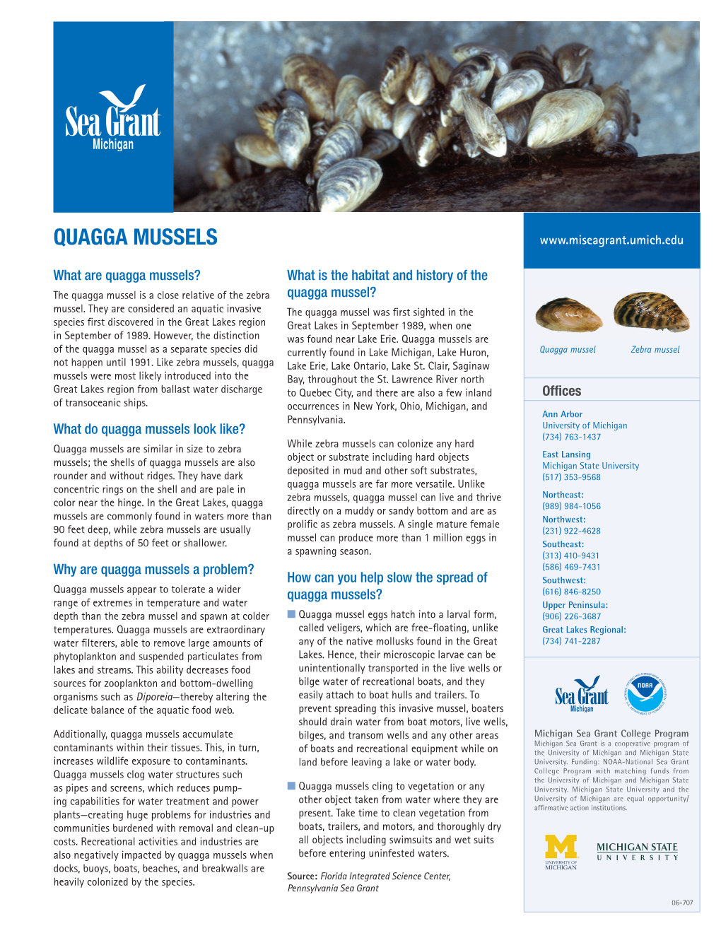 Quagga Mussels
