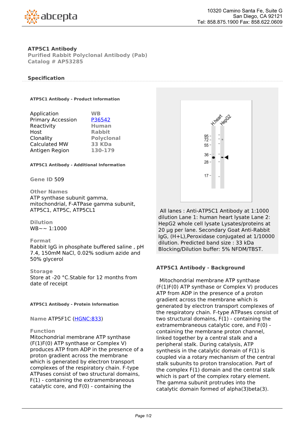 ATP5C1 Antibody Purified Rabbit Polyclonal Antibody (Pab) Catalog # AP53285