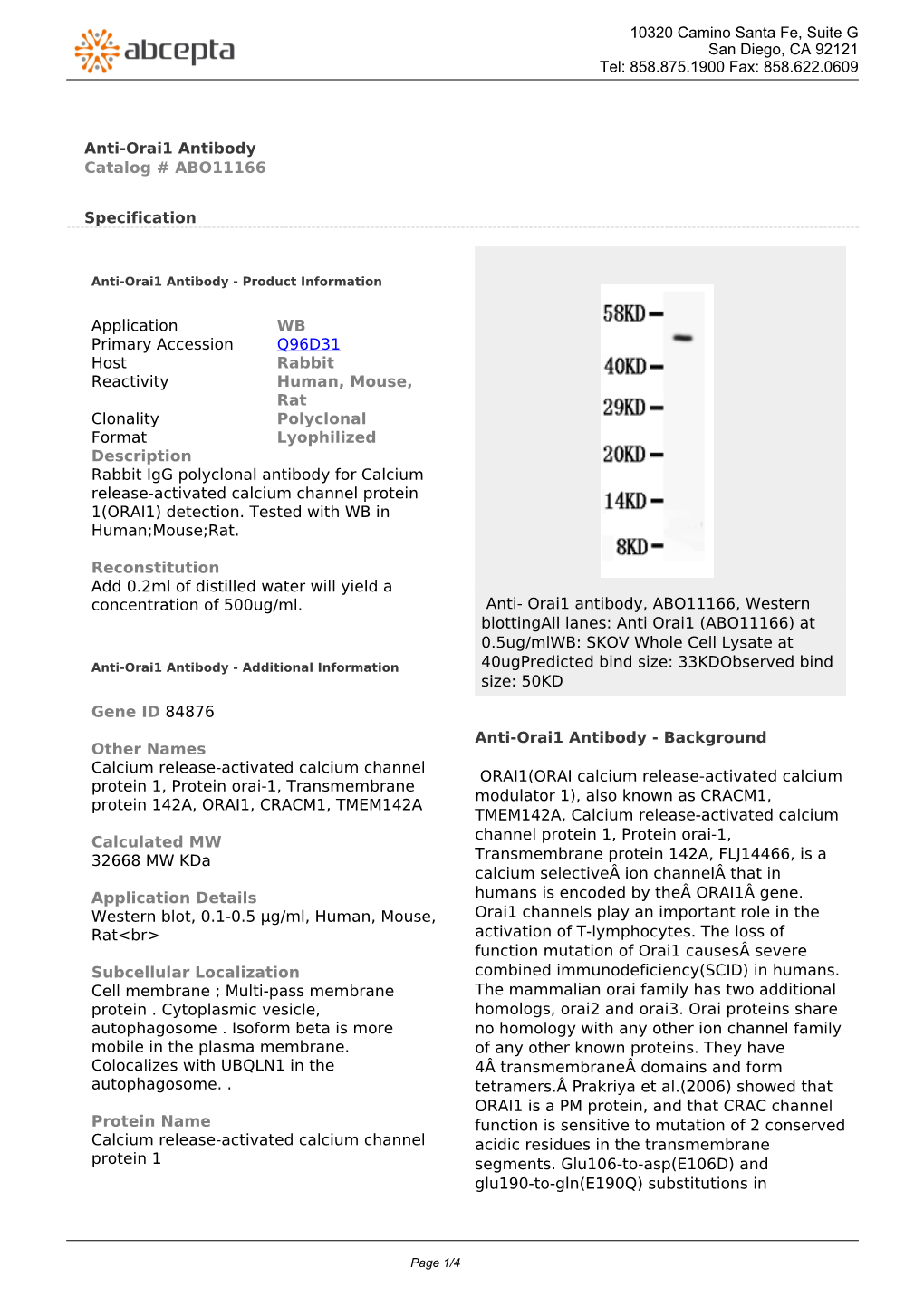 Anti-Orai1 Antibody Catalog # ABO11166