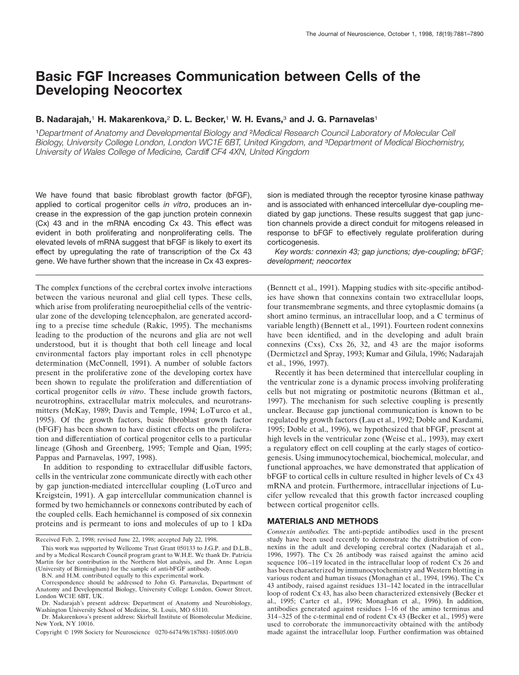 Basic FGF Increases Communication Between Cells of the Developing Neocortex