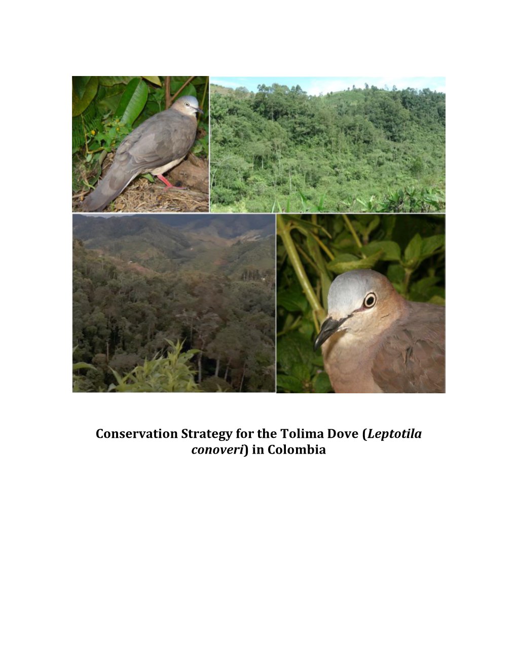 Conservation Strategy for the Tolima Dove (Leptotila Conoveri) in Colombia