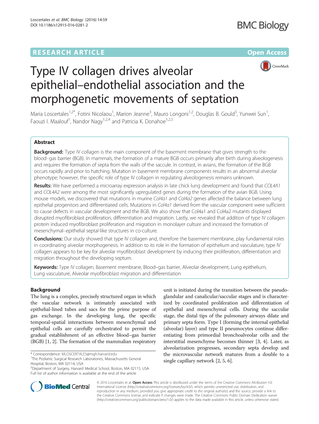 Type IV Collagen Drives Alveolar Epithelial–Endothelial Association and the Morphogenetic Movements of Septation