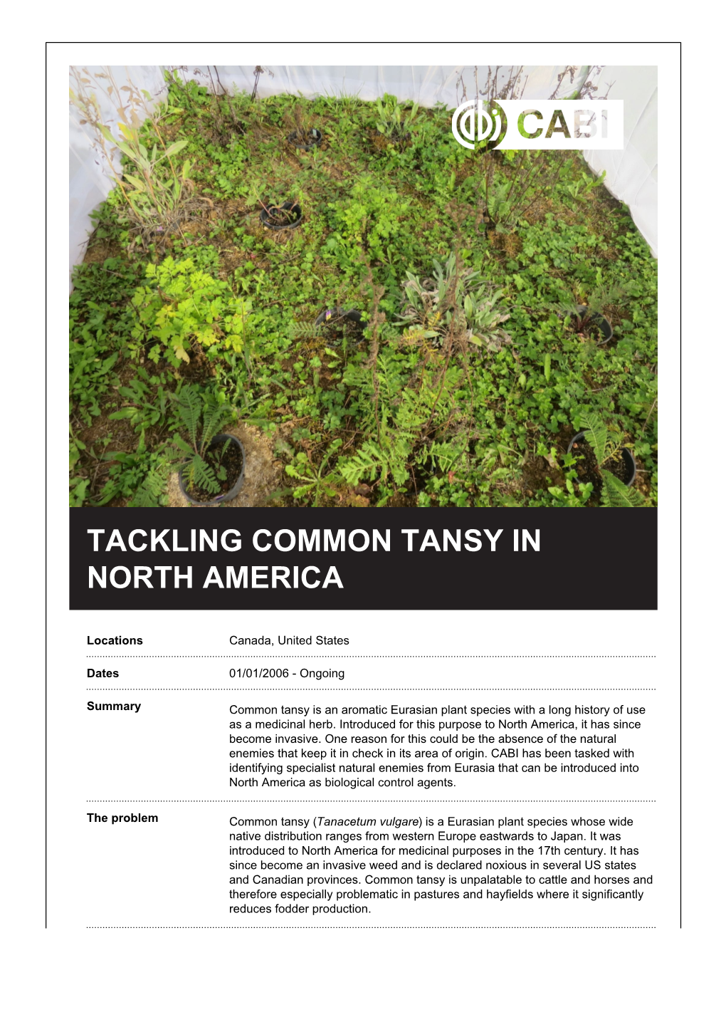 Tackling Common Tansy in North America