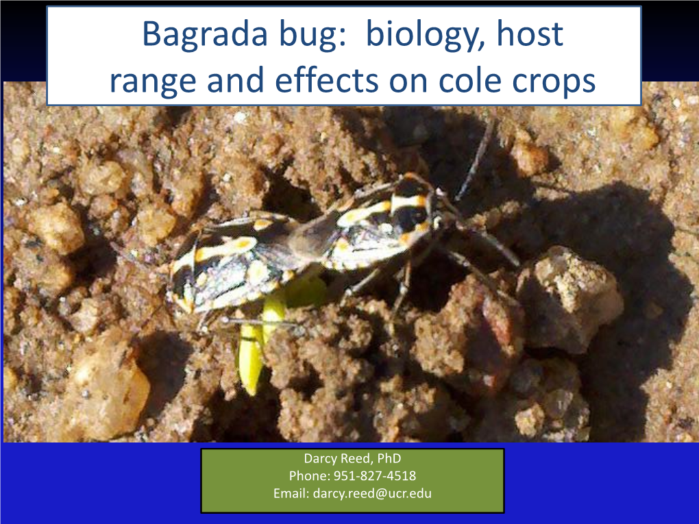 Bagrada Bug: Pest of Crucifers