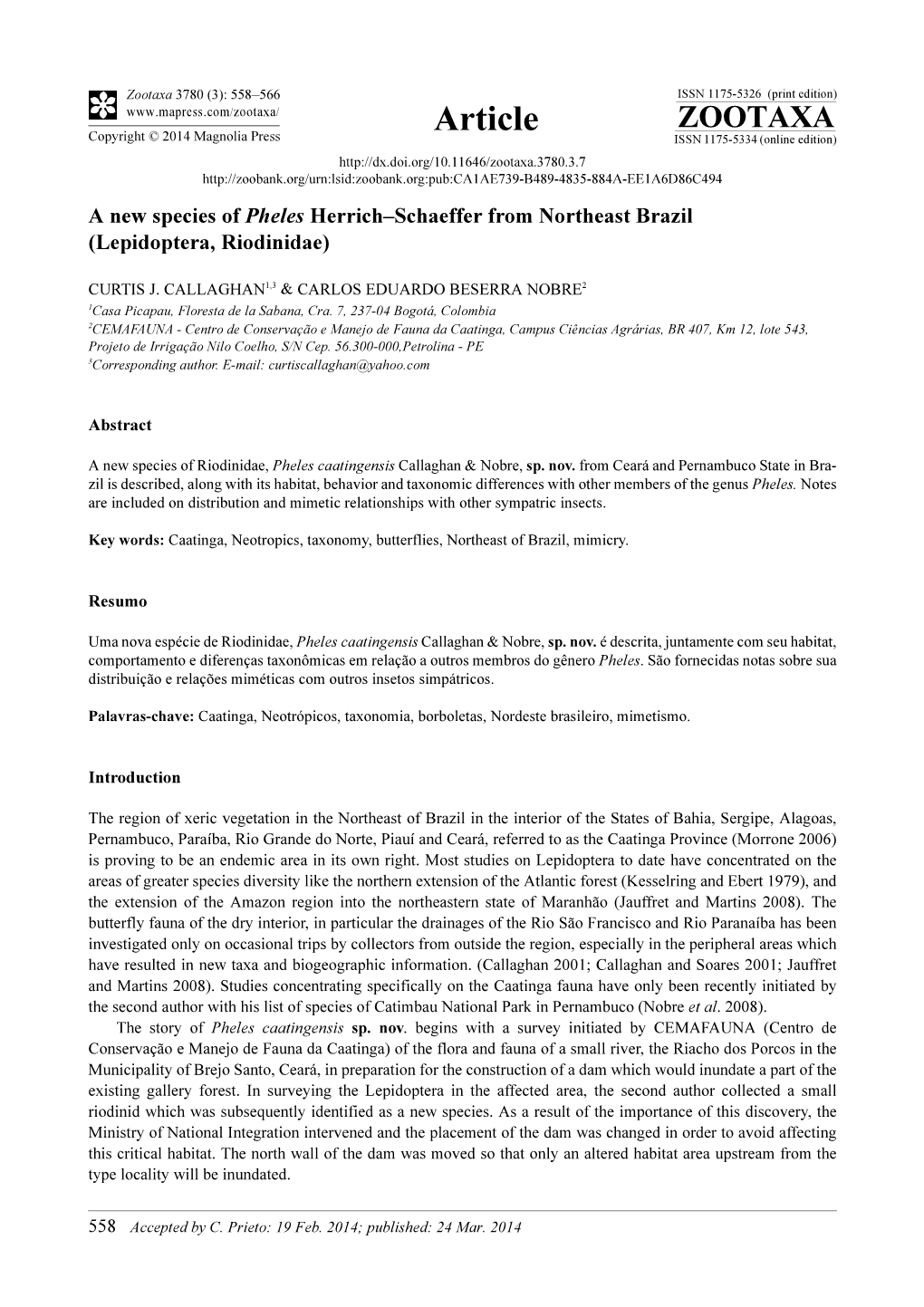 A New Species of Pheles Herrich–Schaeffer from Northeast Brazil (Lepidoptera, Riodinidae)