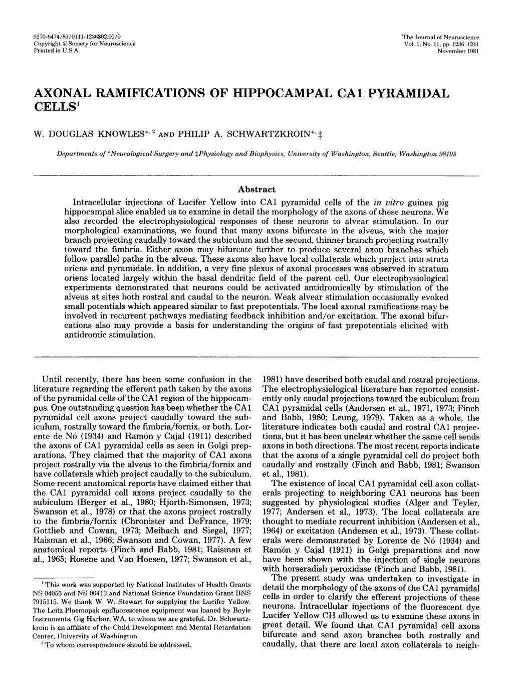 Axonal Ramifications of Hippocampal Ca1 Pyramidal Cells